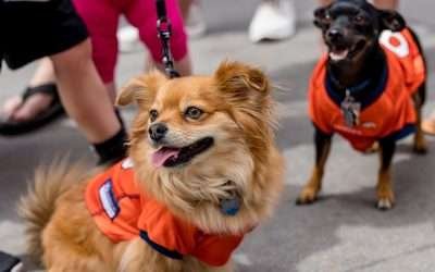 Experts Weigh In: NFL Scouting Reports on the Most Promising Players